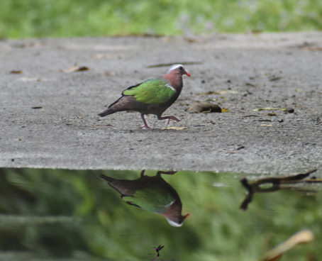 Emerald Dove